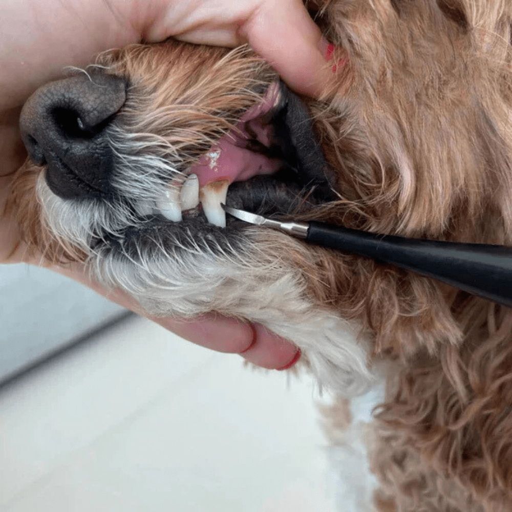 Brosse à Dents Ultrasonique pour Chiens