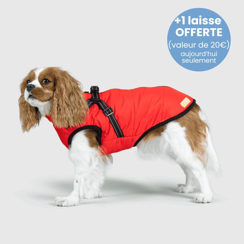 Manteau pour Chien Imperméable