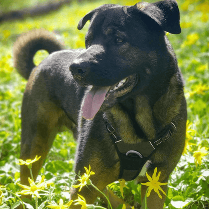 Harnais Anti-Traction pour Chien