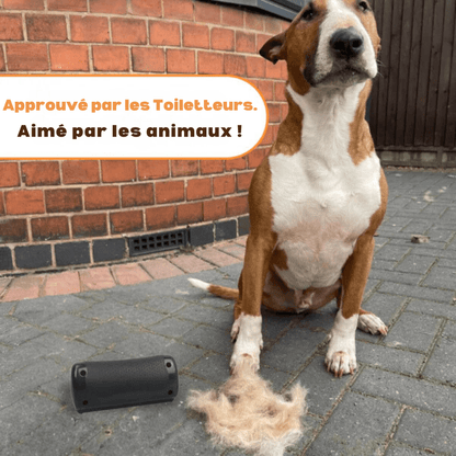 Brosse de Toilettage pour Pattounes