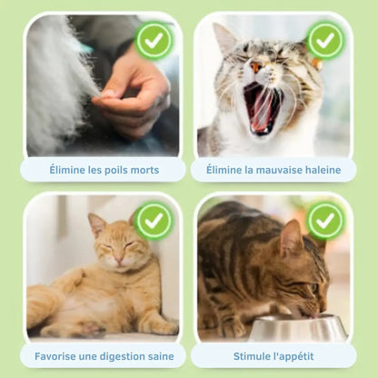 Friandise Dentaire et Digestive pour Chat