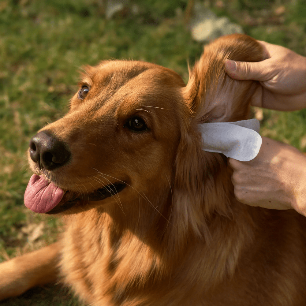 Lingettes pour Oreilles de Chiens