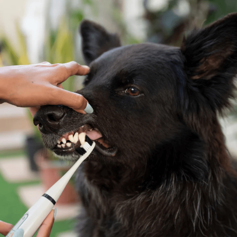 Kit de Détartrage pour Chiens