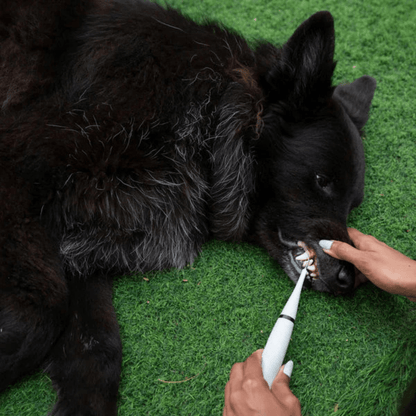 Brosse à Dents Ultrasonique pour Chiens