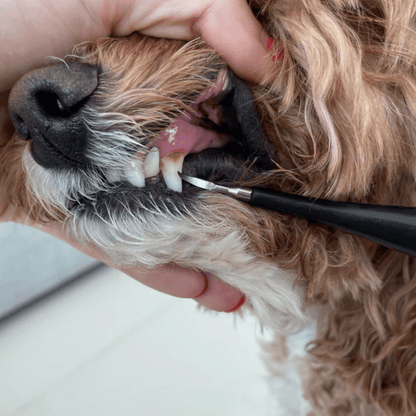 Kit de Détartrage pour Chiens