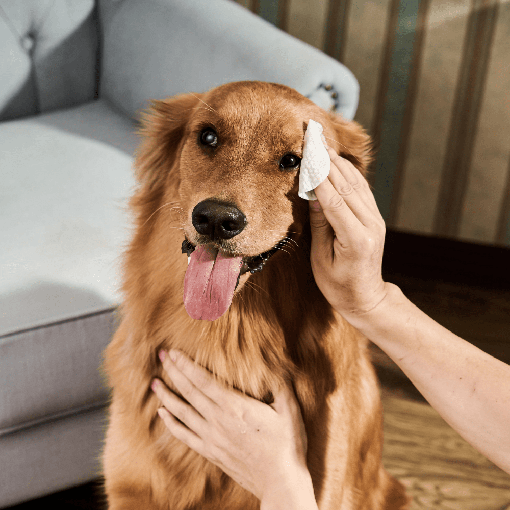 Lingettes pour Yeux de Chiens