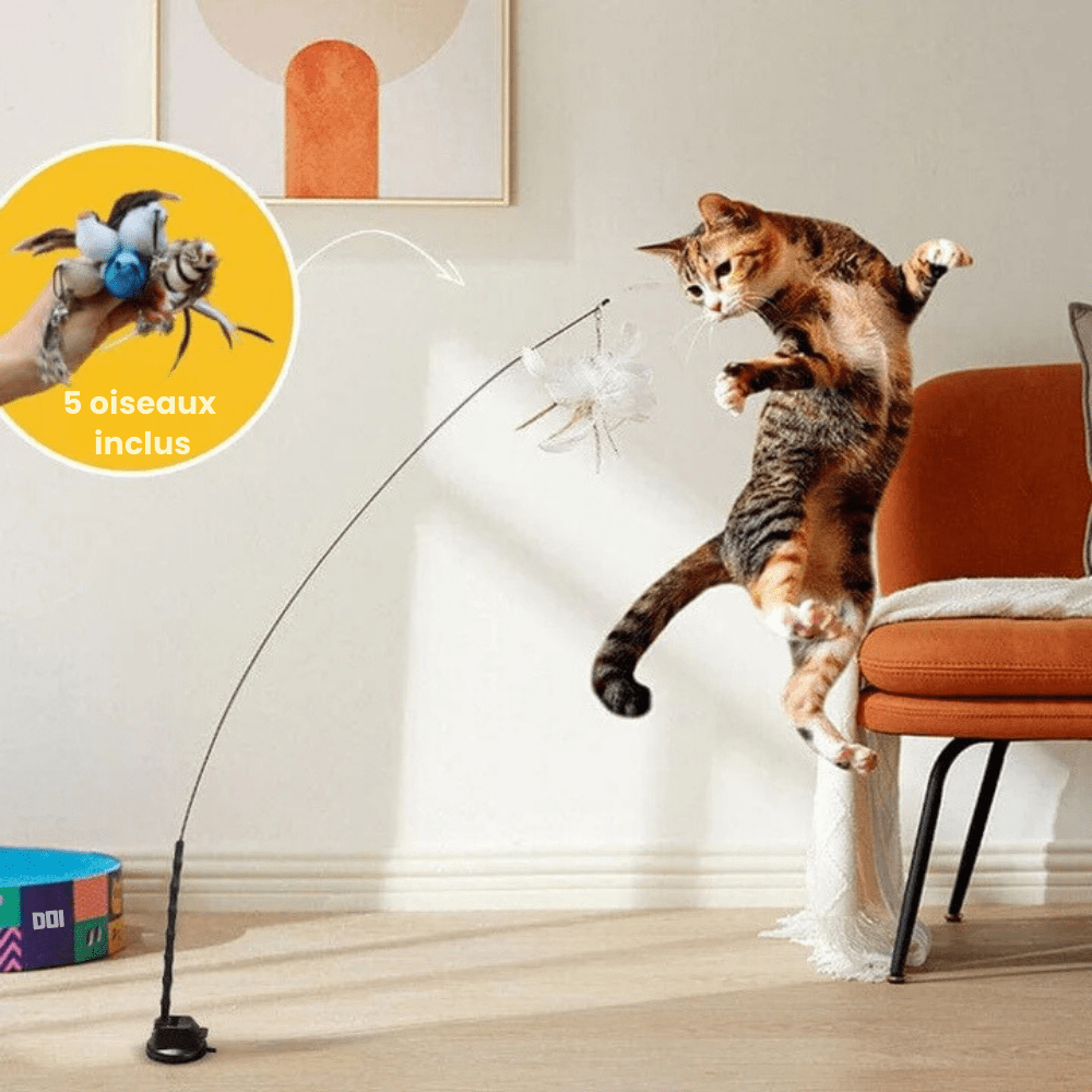 Ensemble Stimulateur de Chasse pour Chats